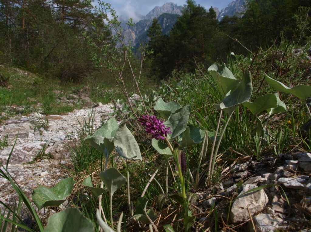 Quale Dactylorhiza?